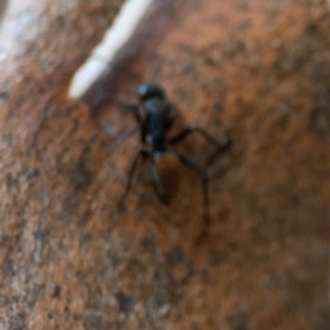 Polyrhachis ammon at suppressed by Hejor1
