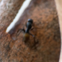 Camponotus aeneopilosus at Sullivans Creek, O'Connor - 19 Mar 2024