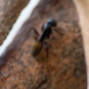 Camponotus aeneopilosus at Sullivans Creek, O'Connor - 19 Mar 2024