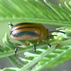 Calomela juncta (Leaf beetle) at O'Connor, ACT - 19 Mar 2024 by Hejor1