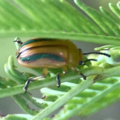 Calomela juncta (Leaf beetle) at O'Connor, ACT - 19 Mar 2024 by Hejor1