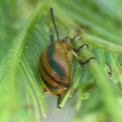 Calomela juncta at Sullivans Creek, O'Connor - 19 Mar 2024