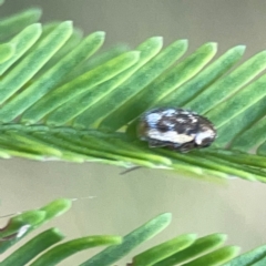 Elaphodes aeneolus at Sullivans Creek, O'Connor - 19 Mar 2024 05:18 PM