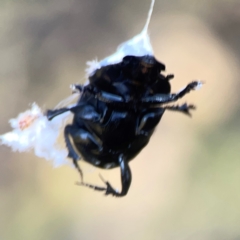 Scarabaeidae (family) (Scarab beetle, curl grub) at Sullivans Creek, O'Connor - 19 Mar 2024 by Hejor1