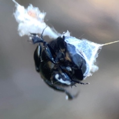 Scarabaeidae (family) at Sullivans Creek, O'Connor - 19 Mar 2024 05:19 PM