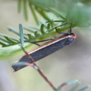 Palaeosia bicosta at Sullivans Creek, O'Connor - 19 Mar 2024