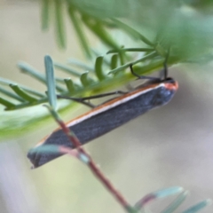 Palaeosia bicosta (Two-ribbed Footman) at O'Connor, ACT - 19 Mar 2024 by Hejor1