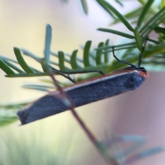 Palaeosia bicosta at Sullivans Creek, O'Connor - 19 Mar 2024