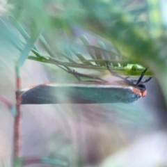 Palaeosia bicosta at Sullivans Creek, O'Connor - 19 Mar 2024