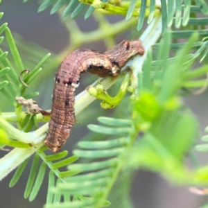 Ectropis (genus) immature at Sullivans Creek, O'Connor - 19 Mar 2024