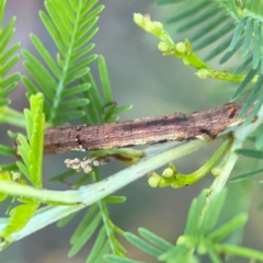 Ectropis (genus) immature at Sullivans Creek, O'Connor - 19 Mar 2024