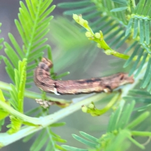 Ectropis (genus) immature at Sullivans Creek, O'Connor - 19 Mar 2024 05:22 PM