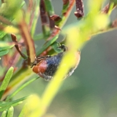Cryptolaemus montrouzieri (Mealybug ladybird) at O'Connor, ACT - 19 Mar 2024 by Hejor1