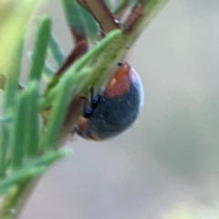 Cryptolaemus montrouzieri at Sullivans Creek, O'Connor - 19 Mar 2024