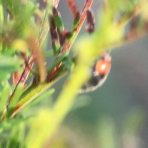 Cryptolaemus montrouzieri at Sullivans Creek, O'Connor - 19 Mar 2024