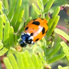 Hippodamia variegata (Spotted Amber Ladybird) at Sullivans Creek, O'Connor - 19 Mar 2024 by Hejor1