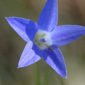 Wahlenbergia sp. at Sullivans Creek, O'Connor - 19 Mar 2024 05:25 PM