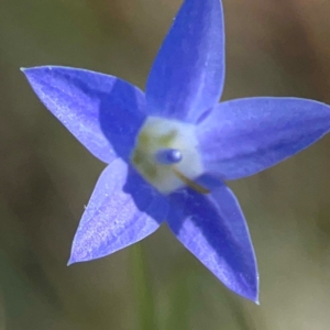 Wahlenbergia sp. (Bluebell) at Sullivans Creek, O'Connor by Hejor1