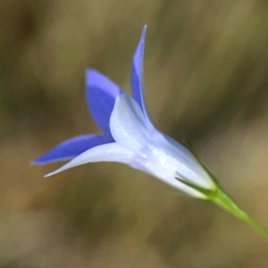 Wahlenbergia sp. at Sullivans Creek, O'Connor - 19 Mar 2024 05:25 PM