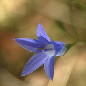 Wahlenbergia sp. at Sullivans Creek, O'Connor - 19 Mar 2024 05:25 PM