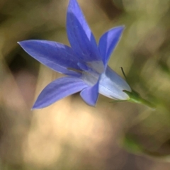 Wahlenbergia sp. at Sullivans Creek, O'Connor - 19 Mar 2024 05:25 PM