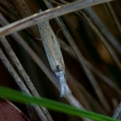 Faveria tritalis (Couchgrass Webworm) at Sullivans Creek, O'Connor - 19 Mar 2024 by Hejor1