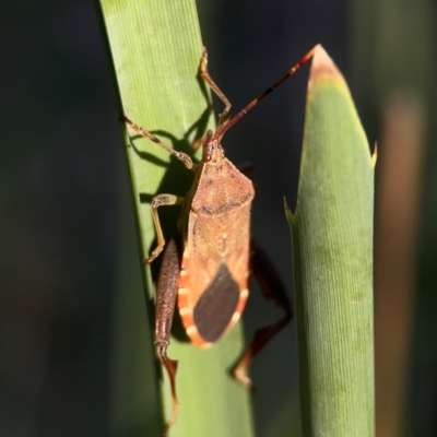 Amorbus sp. (genus) (Eucalyptus Tip bug) at O'Connor, ACT - 19 Mar 2024 by Hejor1