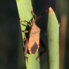 Amorbus sp. (genus) (Eucalyptus Tip bug) at Sullivans Creek, O'Connor - 19 Mar 2024 by Hejor1