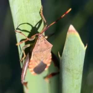 Amorbus sp. (genus) at Sullivans Creek, O'Connor - 19 Mar 2024