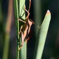 Amorbus sp. (genus) at Sullivans Creek, O'Connor - 19 Mar 2024