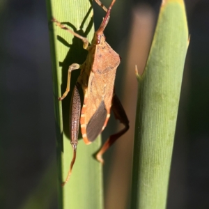 Amorbus sp. (genus) at Sullivans Creek, O'Connor - 19 Mar 2024