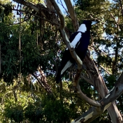 Gymnorhina tibicen (Australian Magpie) at Sullivans Creek, O'Connor - 19 Mar 2024 by Hejor1