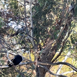 Gymnorhina tibicen at Sullivans Creek, O'Connor - 19 Mar 2024