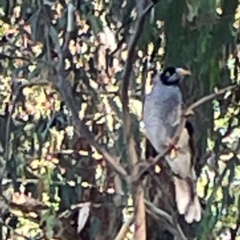 Manorina melanocephala (Noisy Miner) at O'Connor, ACT - 19 Mar 2024 by Hejor1