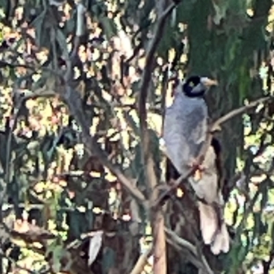 Manorina melanocephala (Noisy Miner) at Sullivans Creek, O'Connor - 19 Mar 2024 by Hejor1