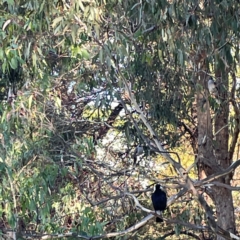 Manorina melanocephala at Sullivans Creek, O'Connor - 19 Mar 2024