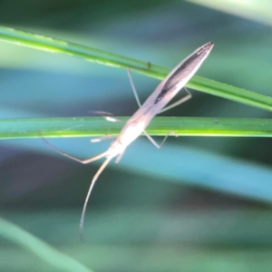 Mutusca brevicornis at Sullivans Creek, O'Connor - 19 Mar 2024 05:52 PM