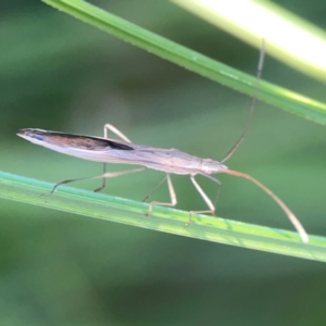 Mutusca brevicornis at Sullivans Creek, O'Connor - 19 Mar 2024 05:52 PM