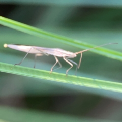 Mutusca brevicornis at Sullivans Creek, O'Connor - 19 Mar 2024 05:52 PM