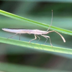 Mutusca brevicornis at Sullivans Creek, O'Connor - 19 Mar 2024 05:52 PM