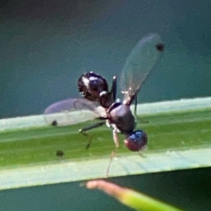 Parapalaeosepsis plebeia at Sullivans Creek, O'Connor - 19 Mar 2024 05:53 PM