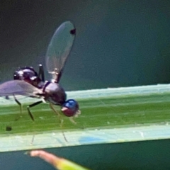 Parapalaeosepsis plebeia at Sullivans Creek, O'Connor - 19 Mar 2024 05:53 PM