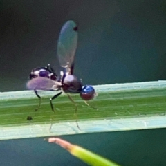 Parapalaeosepsis plebeia at Sullivans Creek, O'Connor - 19 Mar 2024 05:53 PM