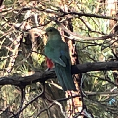 Alisterus scapularis (Australian King-Parrot) at O'Connor, ACT - 19 Mar 2024 by Hejor1