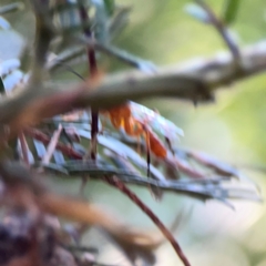 Ichneumonidae (family) (Unidentified ichneumon wasp) at O'Connor, ACT - 19 Mar 2024 by Hejor1