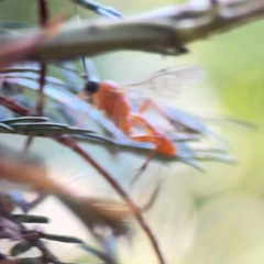 Ichneumonidae (family) at Sullivans Creek, O'Connor - 19 Mar 2024