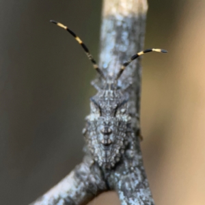 Alcaeus varicornis at Sullivans Creek, O'Connor - 19 Mar 2024