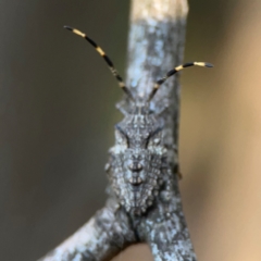 Alcaeus varicornis (Acacia shield bug) at O'Connor, ACT - 19 Mar 2024 by Hejor1