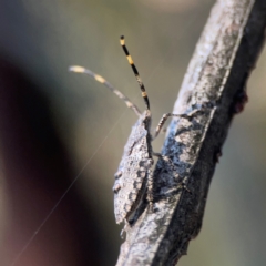 Alcaeus varicornis at Sullivans Creek, O'Connor - 19 Mar 2024