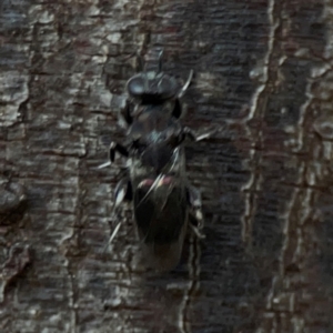 Chalcidoidea (superfamily) at Sullivans Creek, O'Connor - 19 Mar 2024